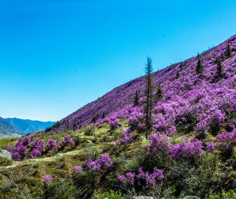 Цветение маральника. Индивидуальный тур.