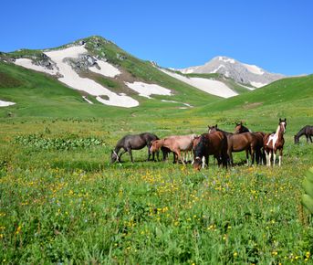 Кавказ: через горы к морю
