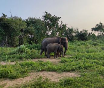 Шри-Ланка. Впервые и сразу вглубь страны.