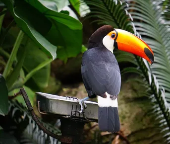 Малайзия (с островом Борнео)