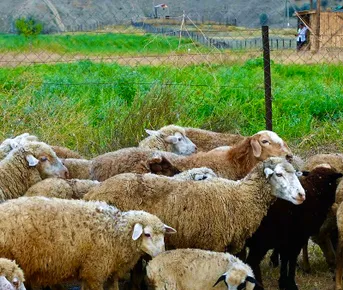 Мелодия Дагестана  4 дня в горах