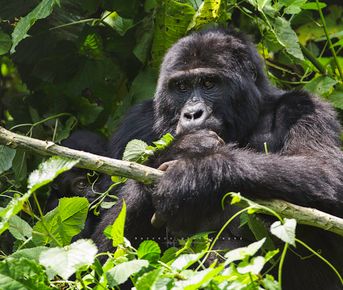 4 Day Gorilla and Wildlife Uganda Safari