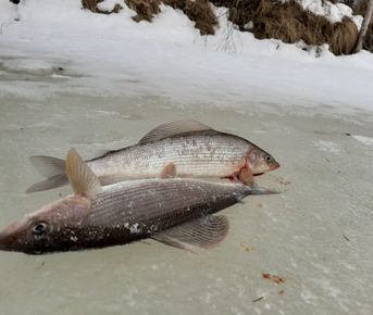 Зимняя рыбалка на хариуса в малых притоках Печоры