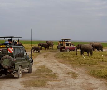 7-дневное сафари в Найроби, на озере Элементаита, на озере Накуру и Масаи-Мара