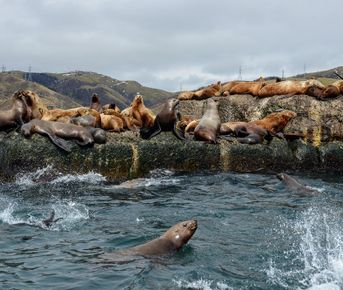 Нереальный Сахалин