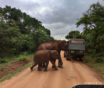 Шри-Ланка: главное на суше + океанский круиз