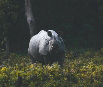 ПУТЕШЕСТВИЕ ПО ДИКОЙ ПРИРОДЕ АССАМА