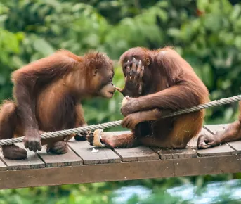По джунглям Борнео. Малайзия и Бруней.