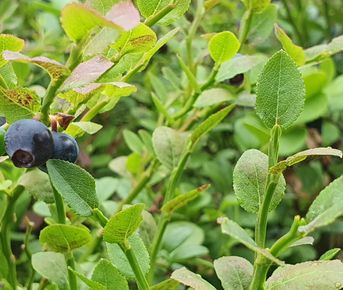 Сплав по реке Пистайоки