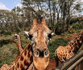 Сафари в Кении - увидеть всю пятерку животных!