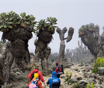 Восхождение на Килиманджаро 5895м. Крыша Африки!