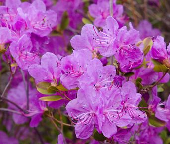 Горы в цвету. Маральник на Алтае