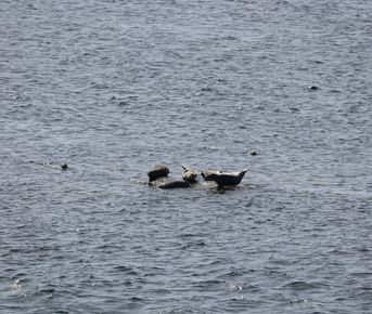 Камчатка. Лошади, вулканы и океан!