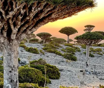 Сокотра - остров драконов