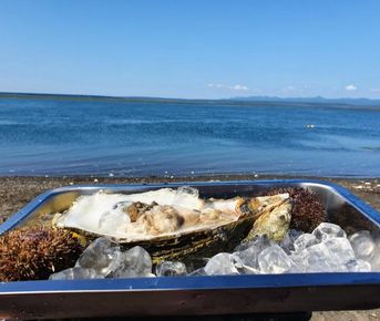  Охота на устриц на озере Буссе с ночевкой в палатке / турбазе / глемпинге! (индивидуально или для готовых групп)