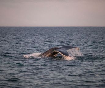 Териберка. Киты, крабы, баня ......Всё Включено