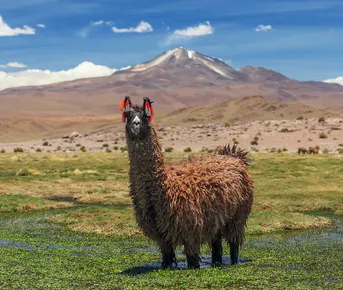 Перу - Боливия - Чили