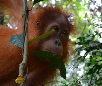 Экотрип на Борнео
