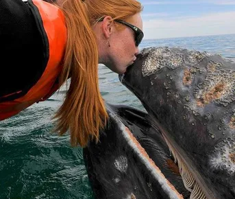 Поцелуй китов в Мексике