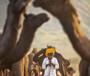 Культурный калейдоскоп Откройте для себя золотые сокровища Индии