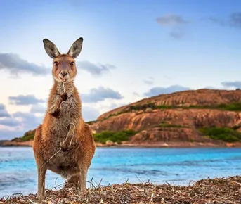 Активная наземная программа по Австралии