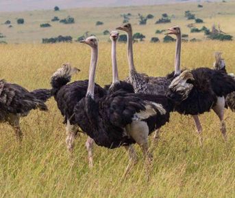 5-дневное сафари по Масаи-Мара, озерам Накуру и Найваша 