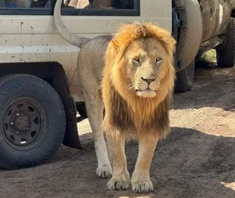4-дневное сафари «Большая пятерка» Масаи Мара — незабываемое приключение в дикой природе