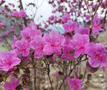 Цветение маральника. Автотур по Чуйскому тракту