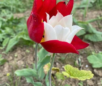 Тюльпановая Калмыкия