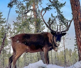 Арктическое приключение.Териберка. Северное сияние