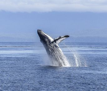 Мадагаскар: киты, пираты, лемуры, мертвецы и каменный лес