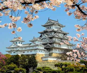 Япония: цветение сакуры и гора Фудзи