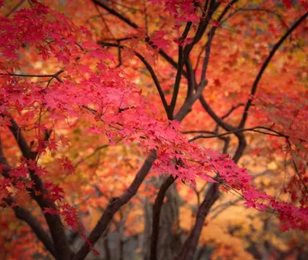 Красные клены и императорские дворцы