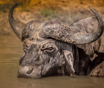 The Best of Masai Mara in 3 Days: Luxury, Wildlife & Culture