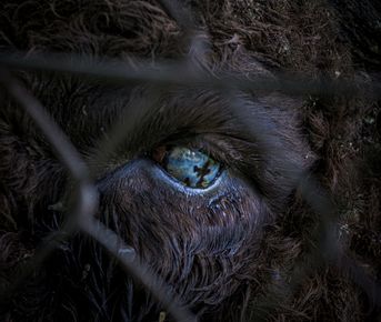 Алтай. Краски, сказки. 