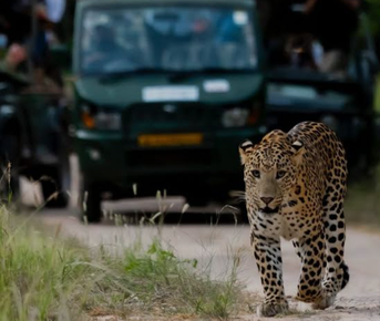 Леопардовый сафари и Золотой Треугольник Индии за 4 дня