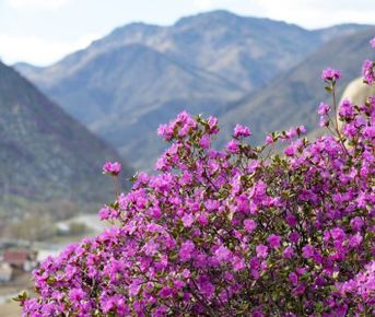 Цветение Маральника + перевал Кату-ярык