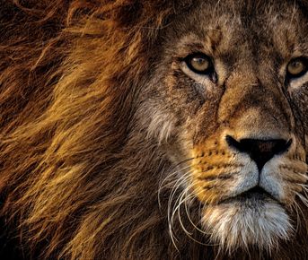 Южная Африка - Парк Крюгера 4 дня