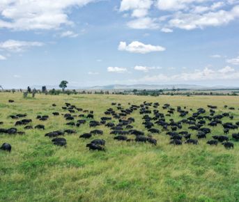 Сафари в Кении по Рифтовой долине 5 дней