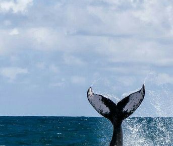 Кольский на Максимум