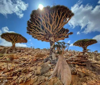 Сокотра. Путешествие в затерянный мир