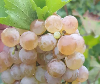 Ртвели  праздник урожая в Грузии. Осенний тематический тур