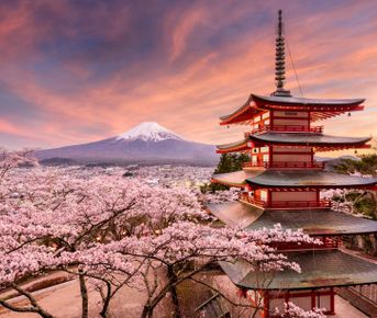 Цветение сакуры в Японии