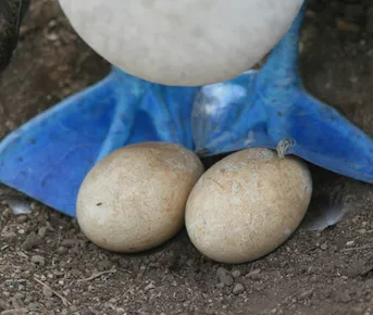 Анды, Амазония и Галапагосские острова