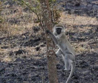 Одна удивительная африканская неделя 