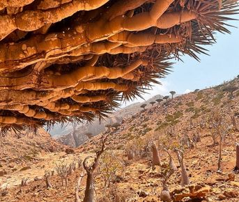 Сокотра.Экспедиция в рай
