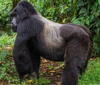 3 ДНЯ — СПЕЦИАЛЬНОЕ ПРЕДЛОЖЕНИЕ ДЛЯ ГОРИЛЛ