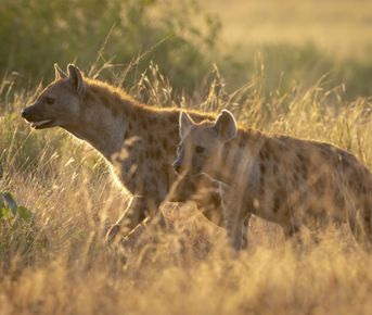 10 ДНЕЙ — ИДЕАЛЬНОЕ САФАРИ В УГАНДЕ