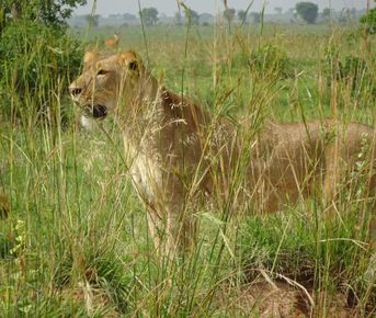 3-ДНЕВНОЕ САФАРИ КОРОЛЕВЫ ЕЛИЗАВЕ