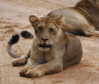 3-ДНЕВНОЕ РОСКОШНОЕ САФАРИ КОРОЛЕВЫ ЕЛИЗАВЕ